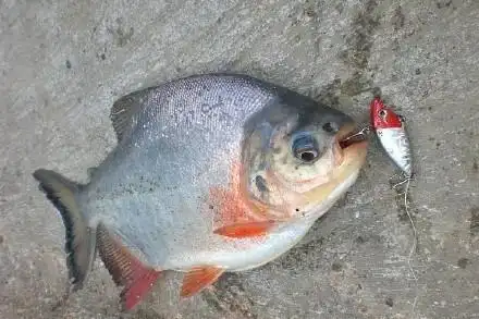 它是食人鱼的近亲生有牙齿被人误解爱钓鱼的你见过红鲳鱼吗