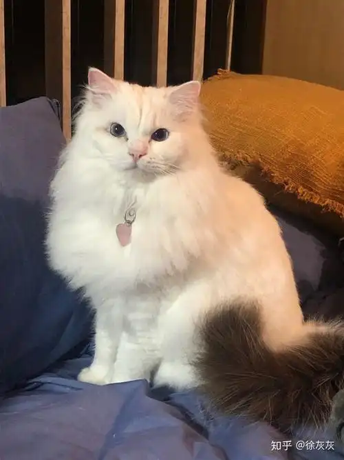 有没有纯白色的布偶猫