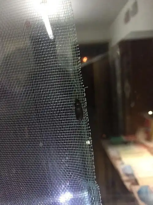 晚上开灯学习的时候突然发现窗户之间的夹缝有这么一大堆黑色的虫子