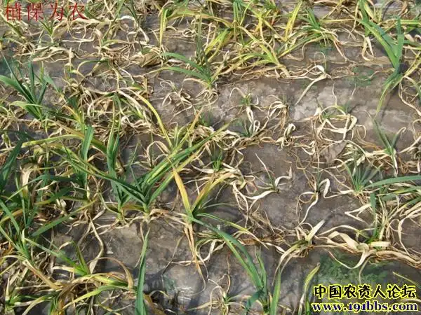 大蒜白腐病症状组图