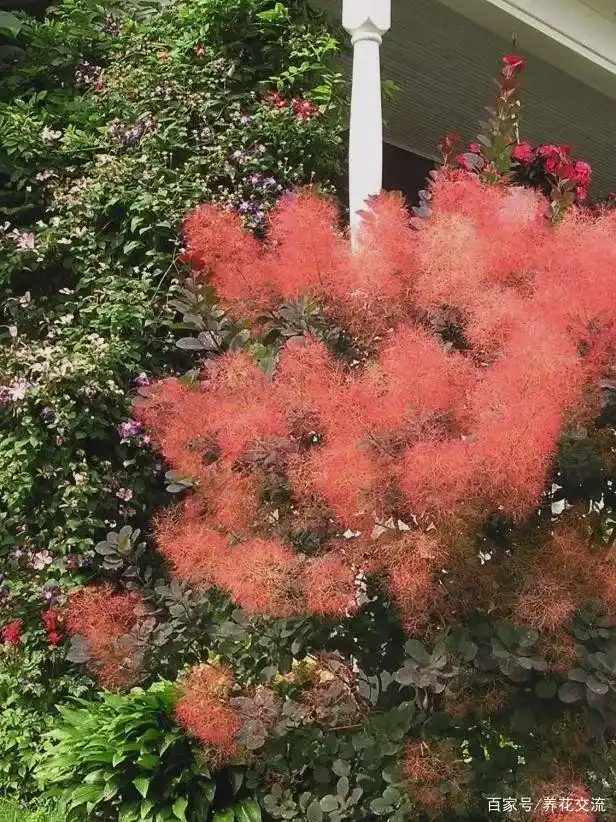 院子可养这15种低矮灌木花卉,种出一片迷人花丛,能不停开花