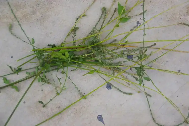 山野寻奇——倒扣草