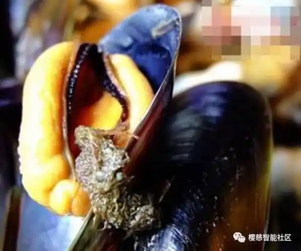 海虹里黑黑的絮状物需要摘掉,因为那个黑黑的絮状物是一种纤维物质,在