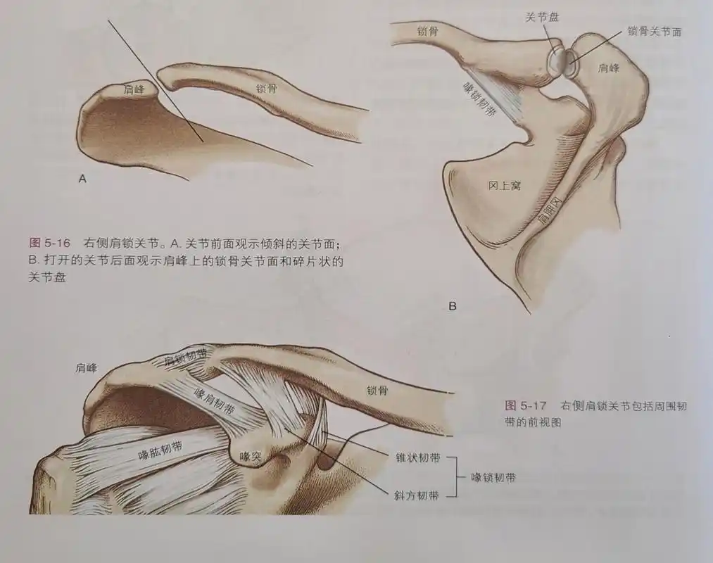 认识肩锁关节 肩锁关节(acromioclavicular,ac)是锁骨