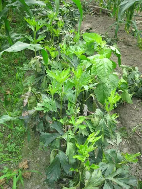 附子现状——附子产地江油行 - 好网角收藏夹