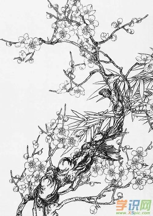 无章款白描纯手绘花鸟画素材一组白描花鸟画稿25图素描花鸟画图片作品