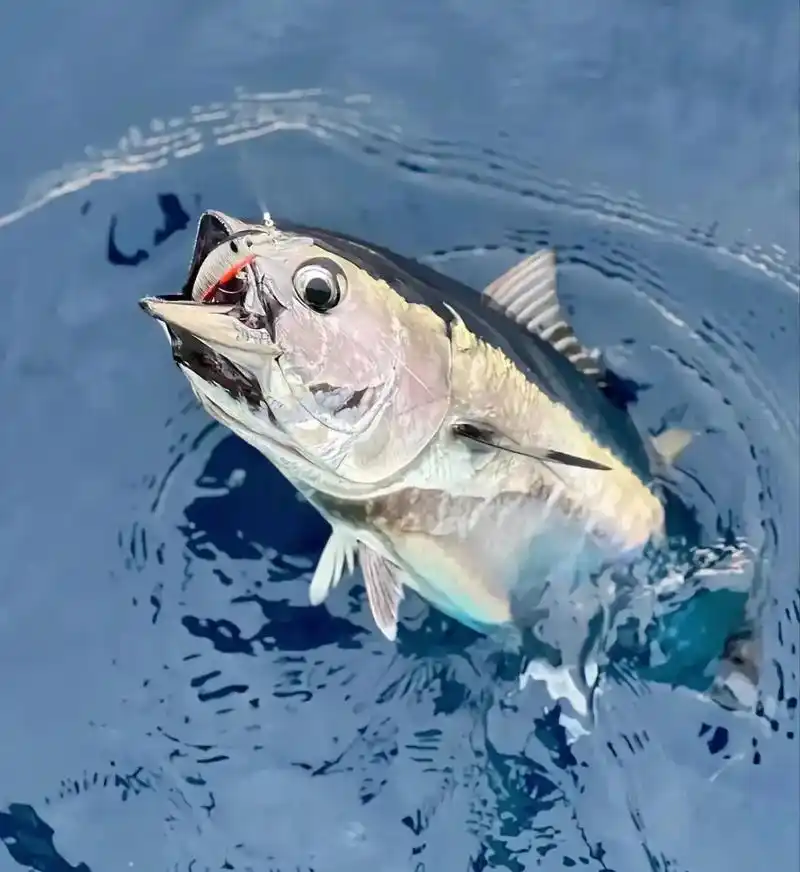 路亚绝美头像精选.迫不及待夏天的路亚了怀念嘛?长按可以保存, - 抖音