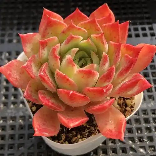 多肉植物莫西干人 莲花座稀有 一物一拍阳台组合盆栽阿猫家的土屋