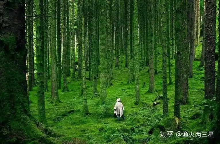 《挪威的森林》:白昼之光,岂知夜色之深 - 知乎