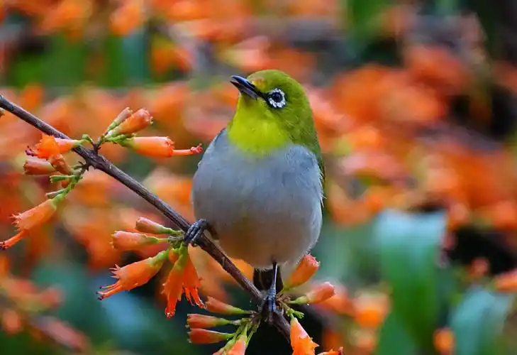 阮瑞玉师傅近期风光花鸟照片精选