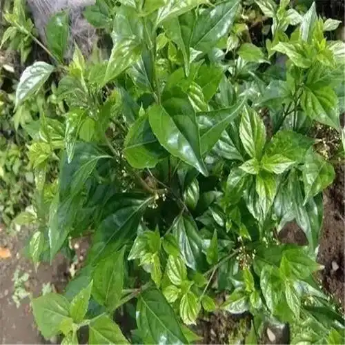 利川40公分神仙豆腐树苗价格