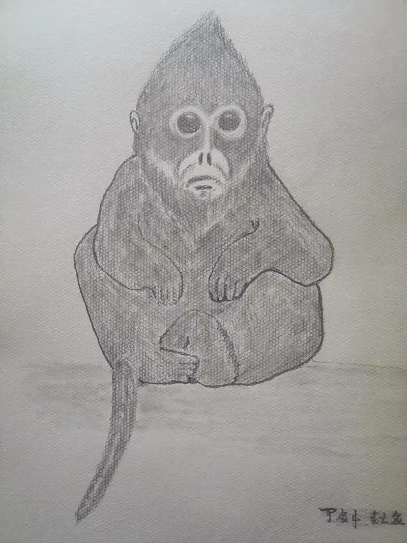 素描写意画练习动物之金丝猴图 - 抖音