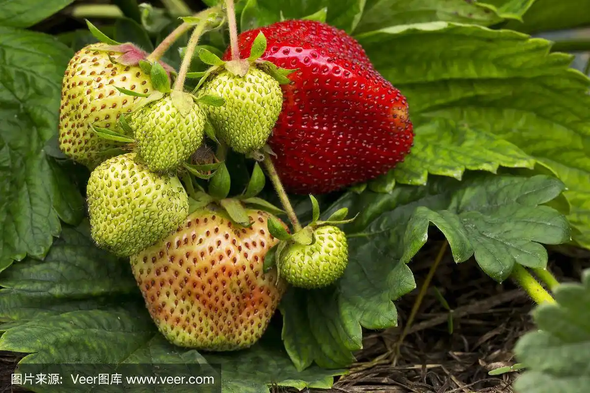 草莓长在地上