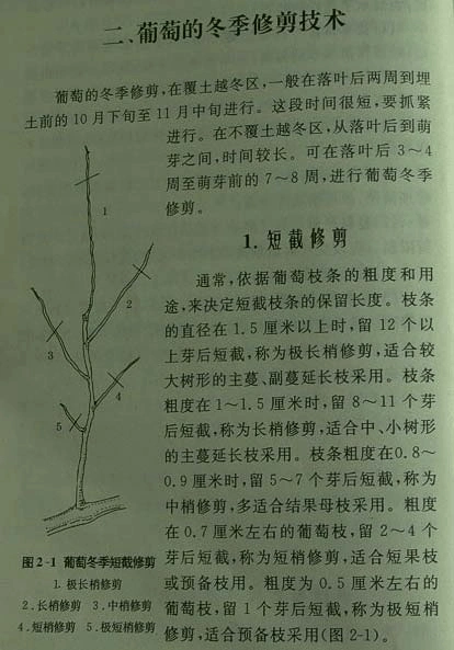 葡萄整形修剪图解8-12