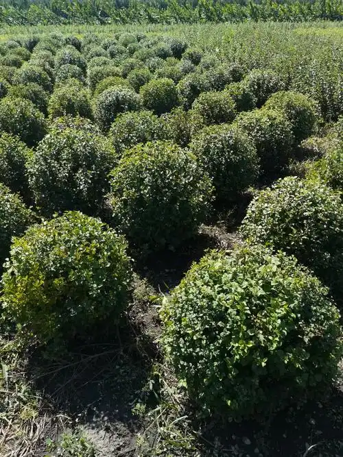 清地小叶丁香球60