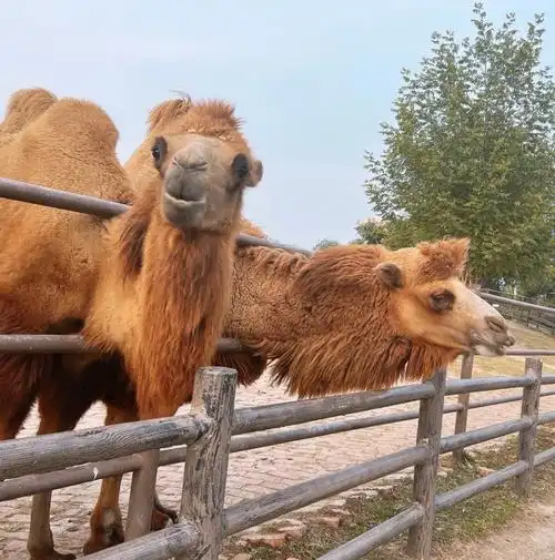 宿州野生动物园