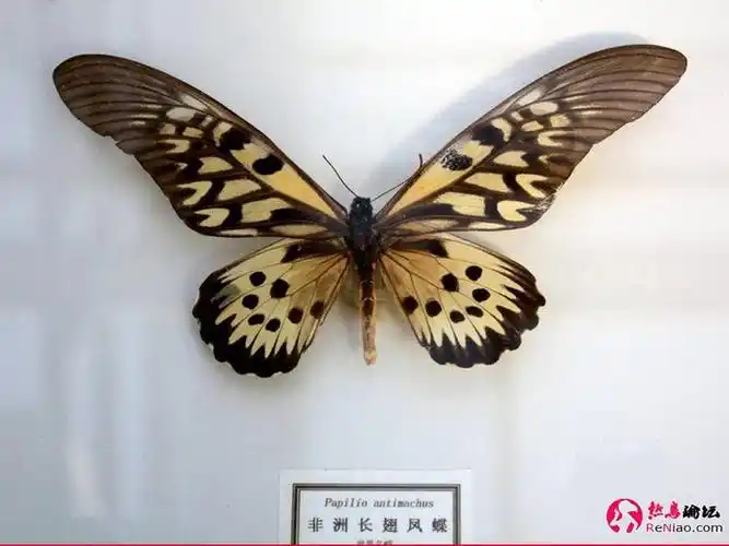 世界珍贵蝴蝶(转帖)