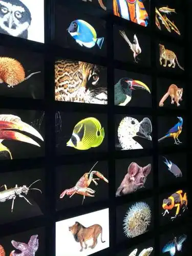 国家地理动物影像方舟