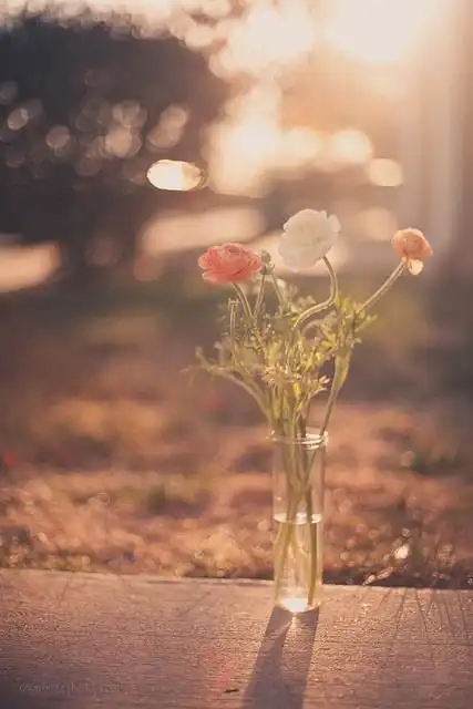 最美的时光唯美意境图片