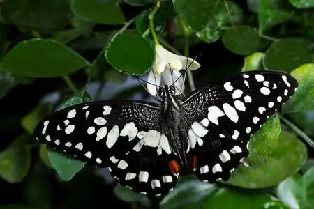 黑色白色的蝴蝶,它的翅膀张开树昆虫类