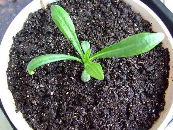 雏菊的栽培方法是什么