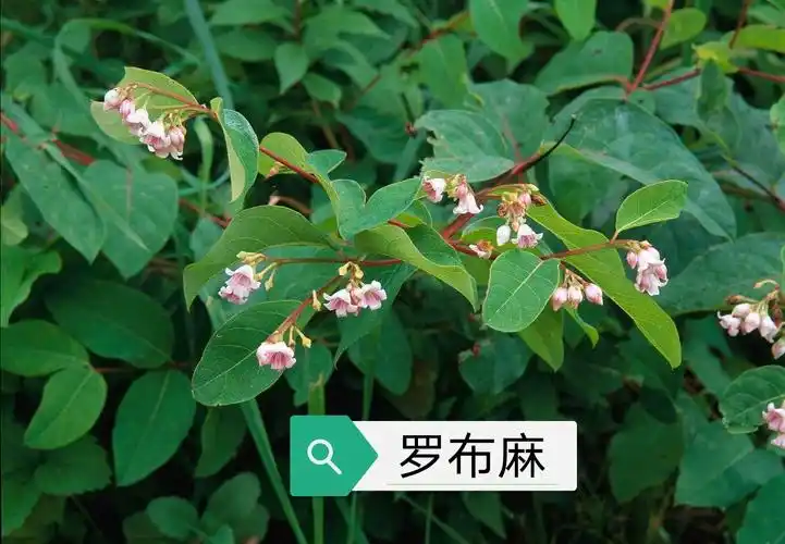 中药古今研究罗布麻叶