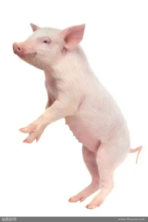 站立的小猪高清图片