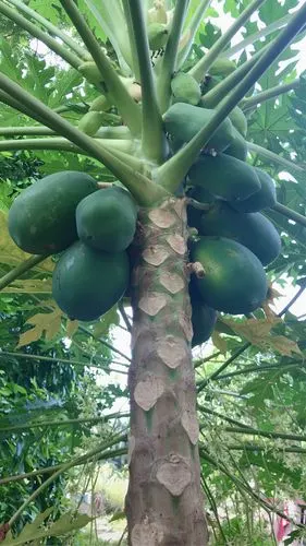 高高的树上结果子