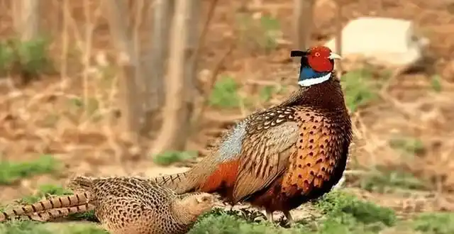 下山野鸡和上岸甲鱼有何特别之处为何不能碰