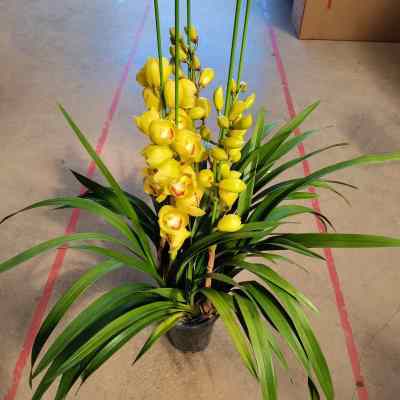 大花蕙兰盆栽带花苞四季常青绿植盆景客厅办公室桌面好养年宵花卉