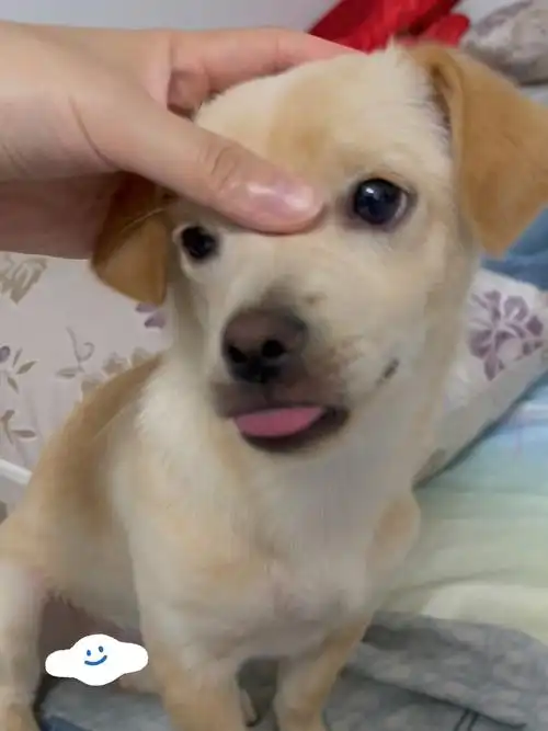 如何撸一只宽眼距小狗