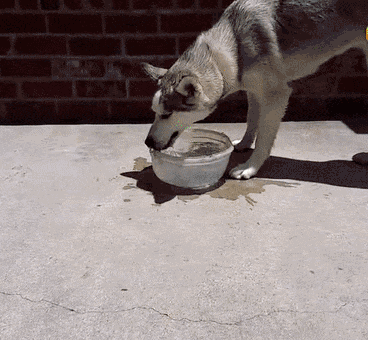 二哈连喝水都那么清新脱俗,不愧是拥有最奇特脑回路的狗子!