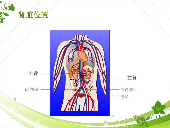 肾脏位置 右肾 右输尿管 左肾 左输尿管 膀胱