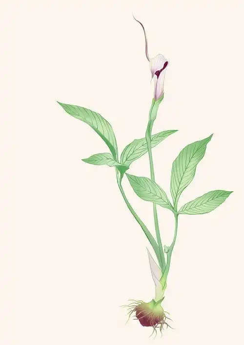 半夏的种植应该注意哪些问题