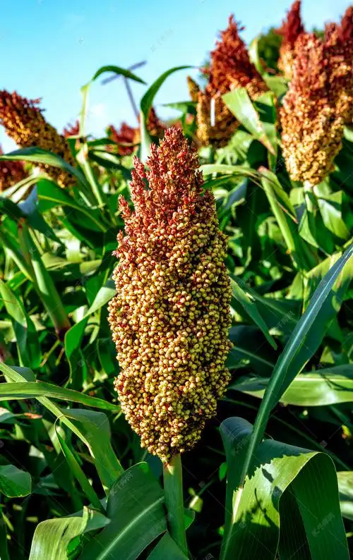 内蒙古高粱秋季秋天摄影图高清摄影大图-千库网