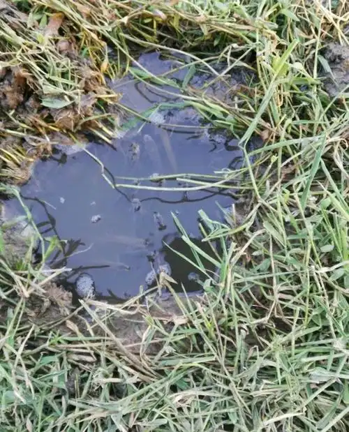 有比我的鱼护更牛的吗小河边挖了个小水坑放鱼