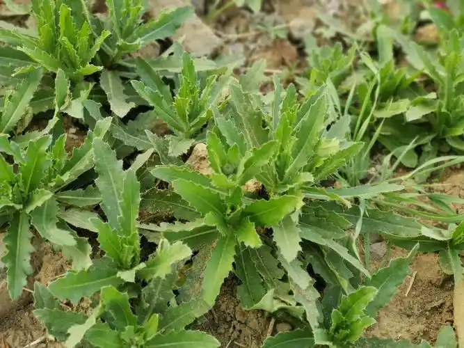 刺角芽,小时候割草干活时,如果把手割了流血,立马找它揉碎按在伤口上
