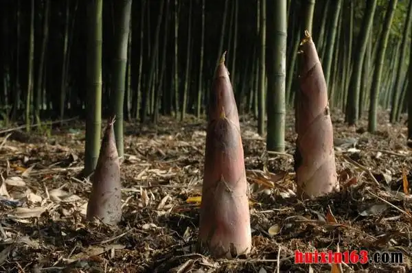 "笋用竹之王"的雷竹经济价值最高
