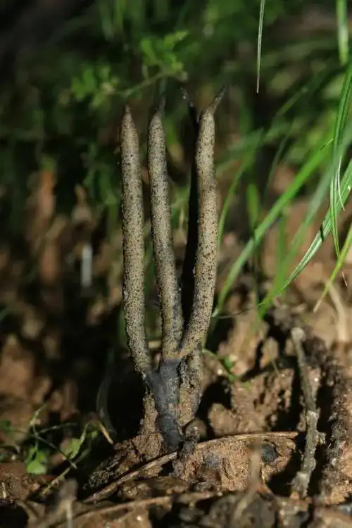 与此同时也有一种百年不遇的珍宝-乌灵参,古人这样