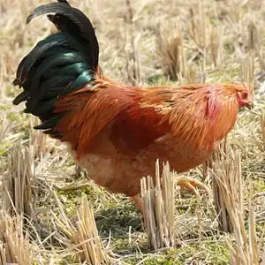 现杀原生态散养阉鸡土公鸡正宗农家走地生鸡扇线鸡新鲜童子月子鸡