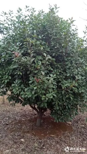 2米5冠幅丛生红叶石楠树 30分支