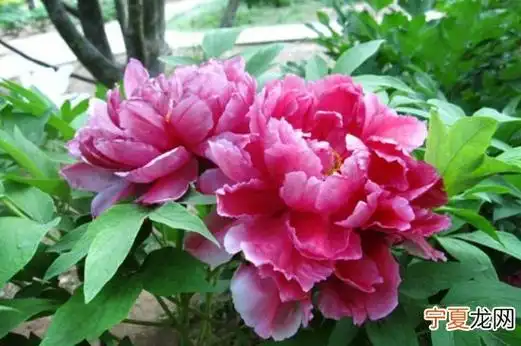 牡丹花几月份开花,春季4～5月份开花