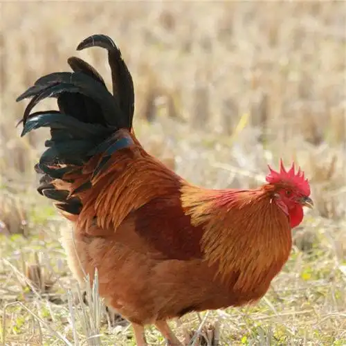 2019年九斤黄鸡价格出壳已做疫苗优质九斤黄鸡批发品种纯正