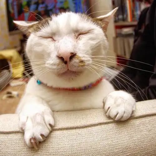 日本最丑最猥琐的网红猫星人