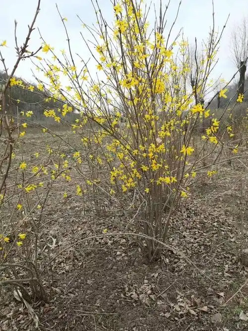 东北连翘苗连翘东北连翘连翘小苗连翘花可视频看货