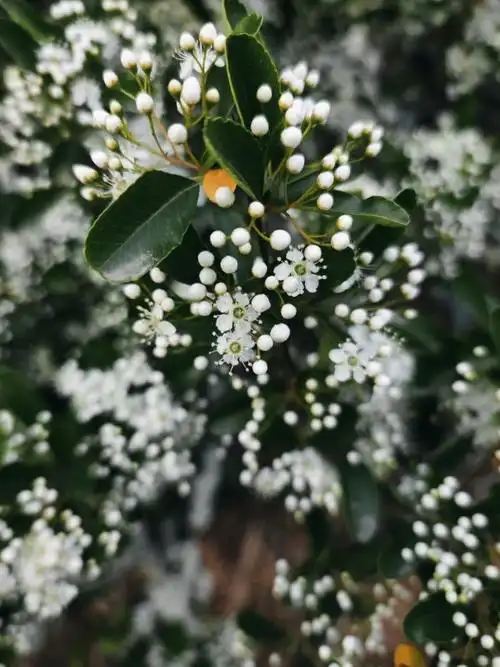 你吃过枣,见过枣树开花吗?#我的秘密花园