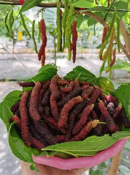 长得像毛毛虫这样的桑葚你敢吃吗