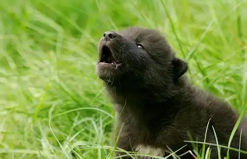 2.哪怕是小时候,狼崽子也能看出其优秀的血统,是月之子啊!