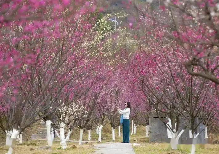 苍南金乡梅峰公园梅花盛开