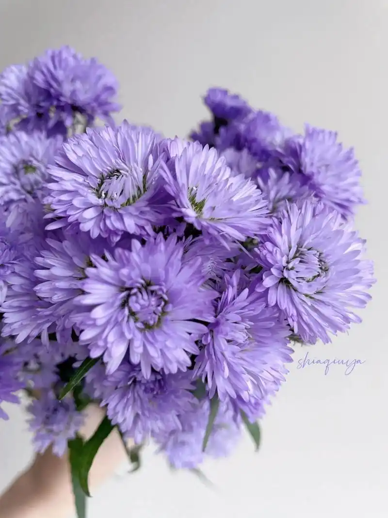 配角也惊艳|紫色孔雀草 颜色真的很梦幻,毛茸茸的一把花,像一只只小